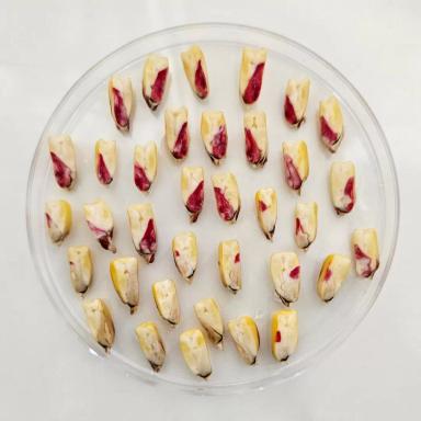 Оценка жизнеспособности семян