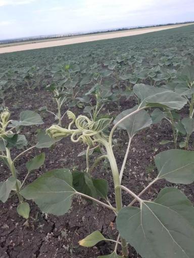 Вопросы из чатов: что с подсолнечником?