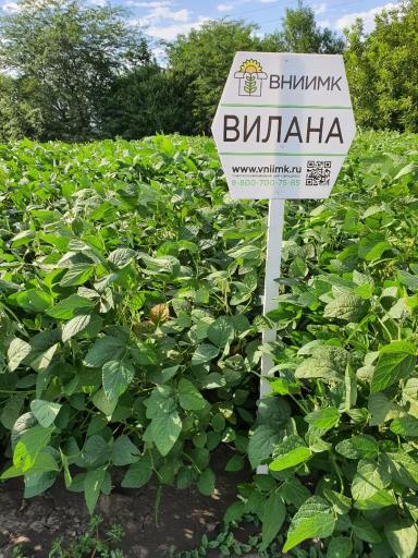 Вилана сорт сои