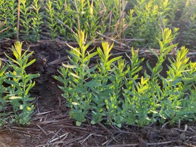 Угнетение льна