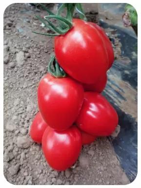 Пинк Пионер F1 (PINK PIONEER)