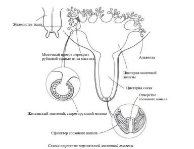 Харвуд – "Ветеринарное руководство по здоровью и благополучию коз". Гл. 16