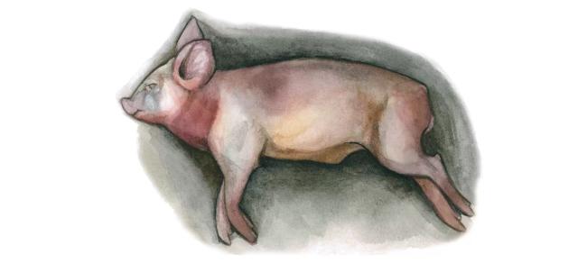 Африканская чума свиней