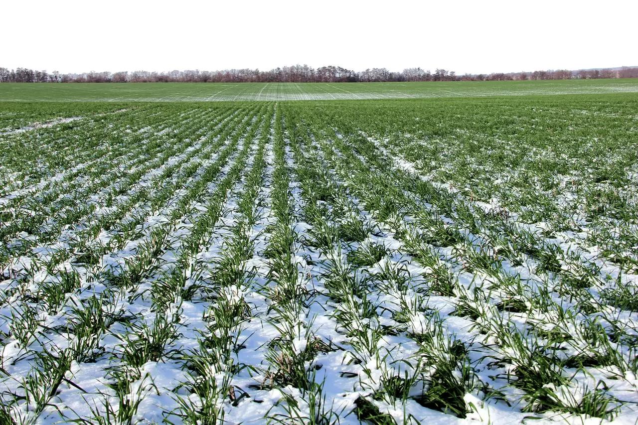 Потеря озимых в РФ в 2023 году ожидается на 6% площадей