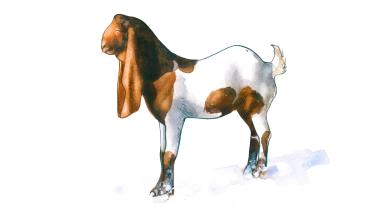 Камори - порода коз