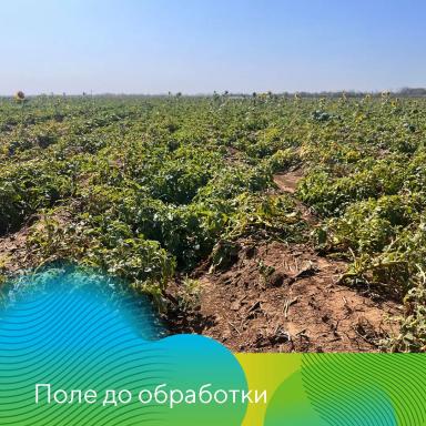 О важности десикации картофеля