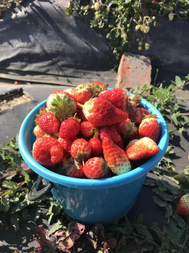 Клубника сладкая 