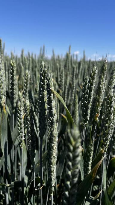 А ВОТ И ВСЕ….