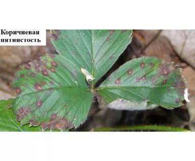 Проблемы выращивания земляники садовой – 10 ключевых причин