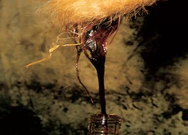 Бабезиоз КРС