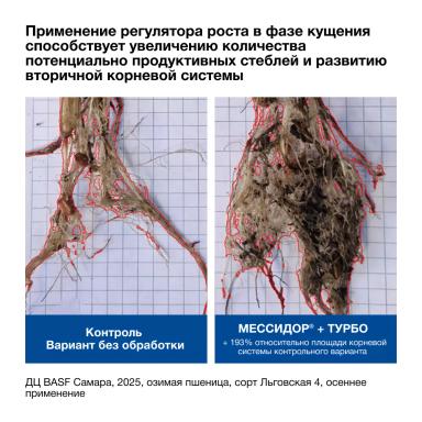 🌾 Озимые готовы к перезимовке!