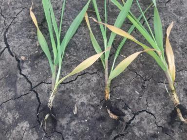 Вопросы из чатов: что с ячменем?