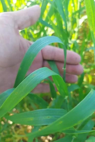 Чем обработать пиренофороз и септориоз?