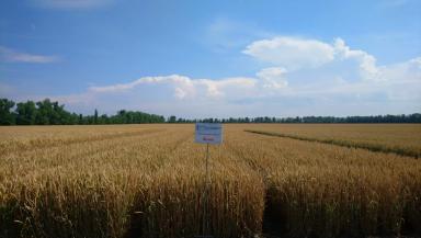 Жива сорт мягкой озимой пшеницы