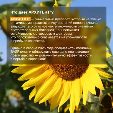 Дополнительный элемент в борьбе с заразихой подсолнечниковой