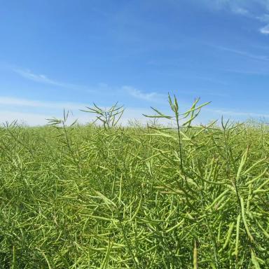 Фунгициды на рапсе