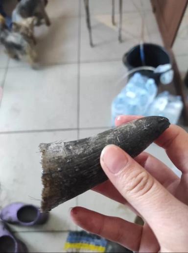 Вопросы из чатов: что делать, когда корова повредила рог? 