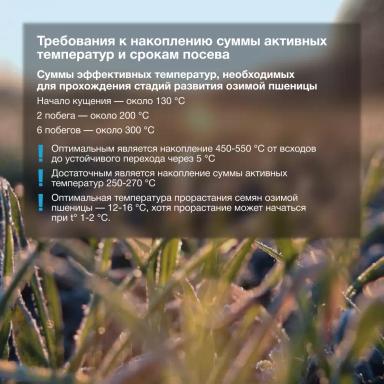 🌾 Озимые готовы к перезимовке!