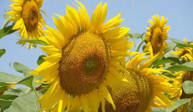 СИ Фламенко - гибрид подсолнечника ( Helianthus annuus L.)