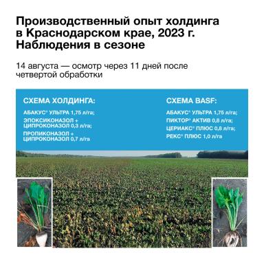 Защита, которая окупается сахаром