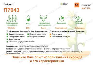П 7043 ® (P 7043) гибрид кукурузы