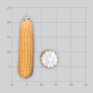 ЛГ 3285 гибрид кукурузы Лимагрейн