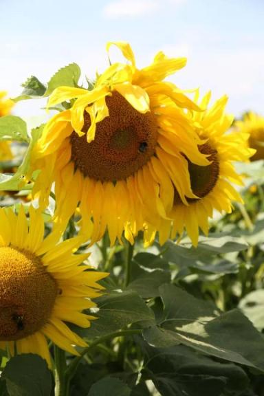 Флорасан  - гибрид подсолнечника (Helianthus annuus L.).