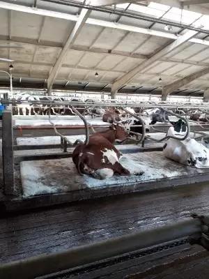 Клиноптилолит-умный минерал!