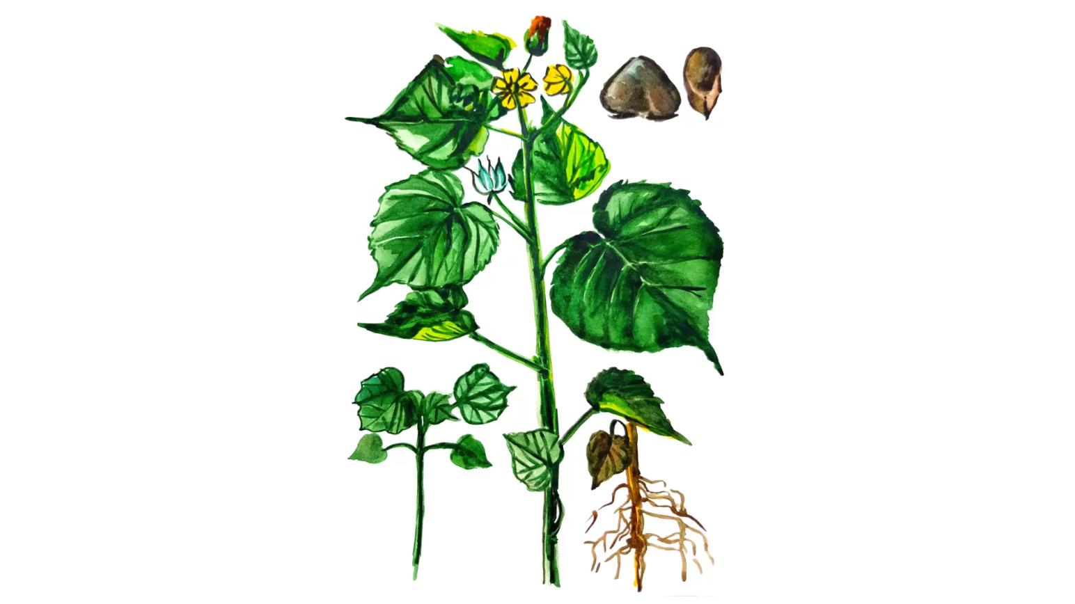 Канатник Теофраста