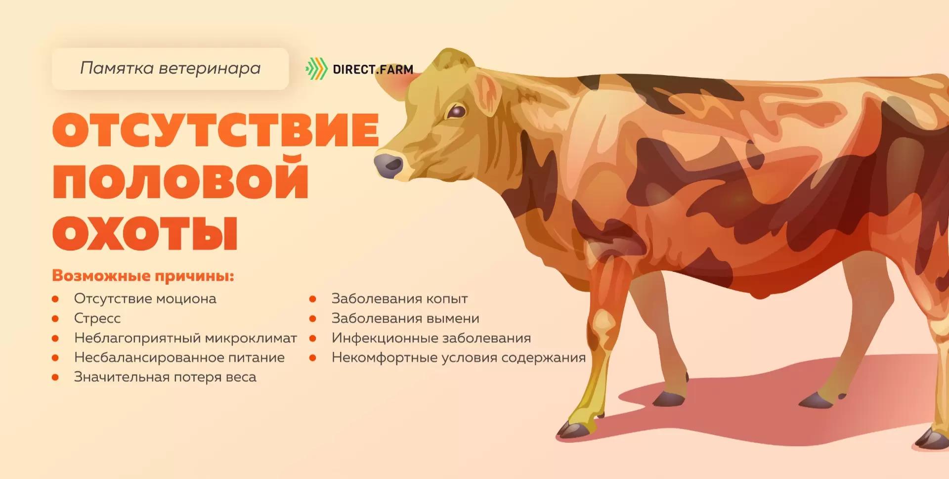 Памятка ветеринара: отсутствие половой охоты у коровы