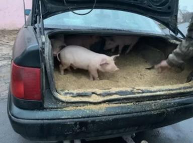 Изъятие скота: защита от эпидемий или удар по хозяйству?