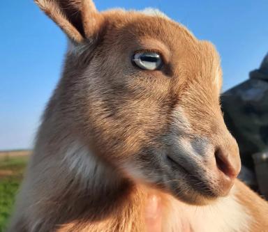 Стартерный корм для козлят