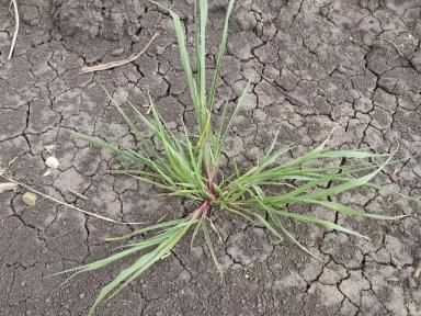 Просо куриное / Ежовник обыкновенный