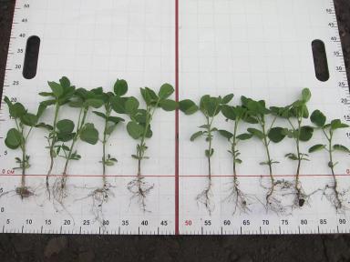 стимуляторы семян сои