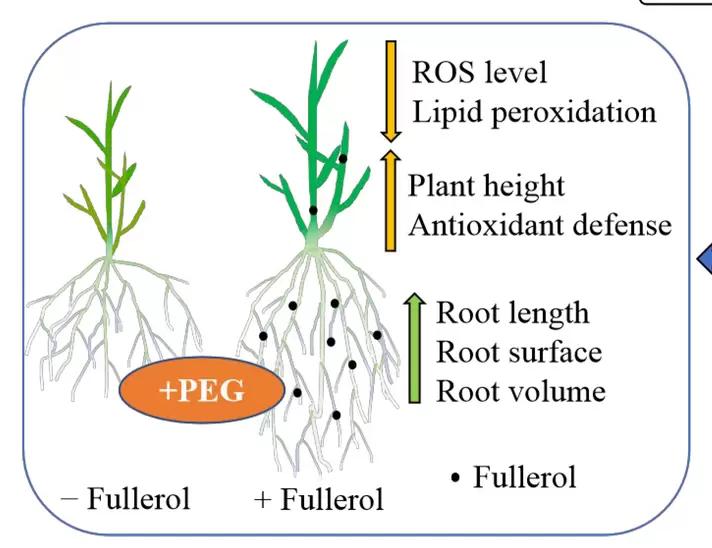 Четыре причины почему фуллерол для инкрустации семян это выгодно.