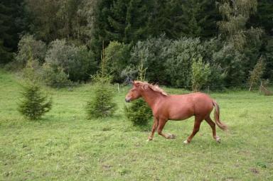 Эстонская порода лошадей (клеппер)