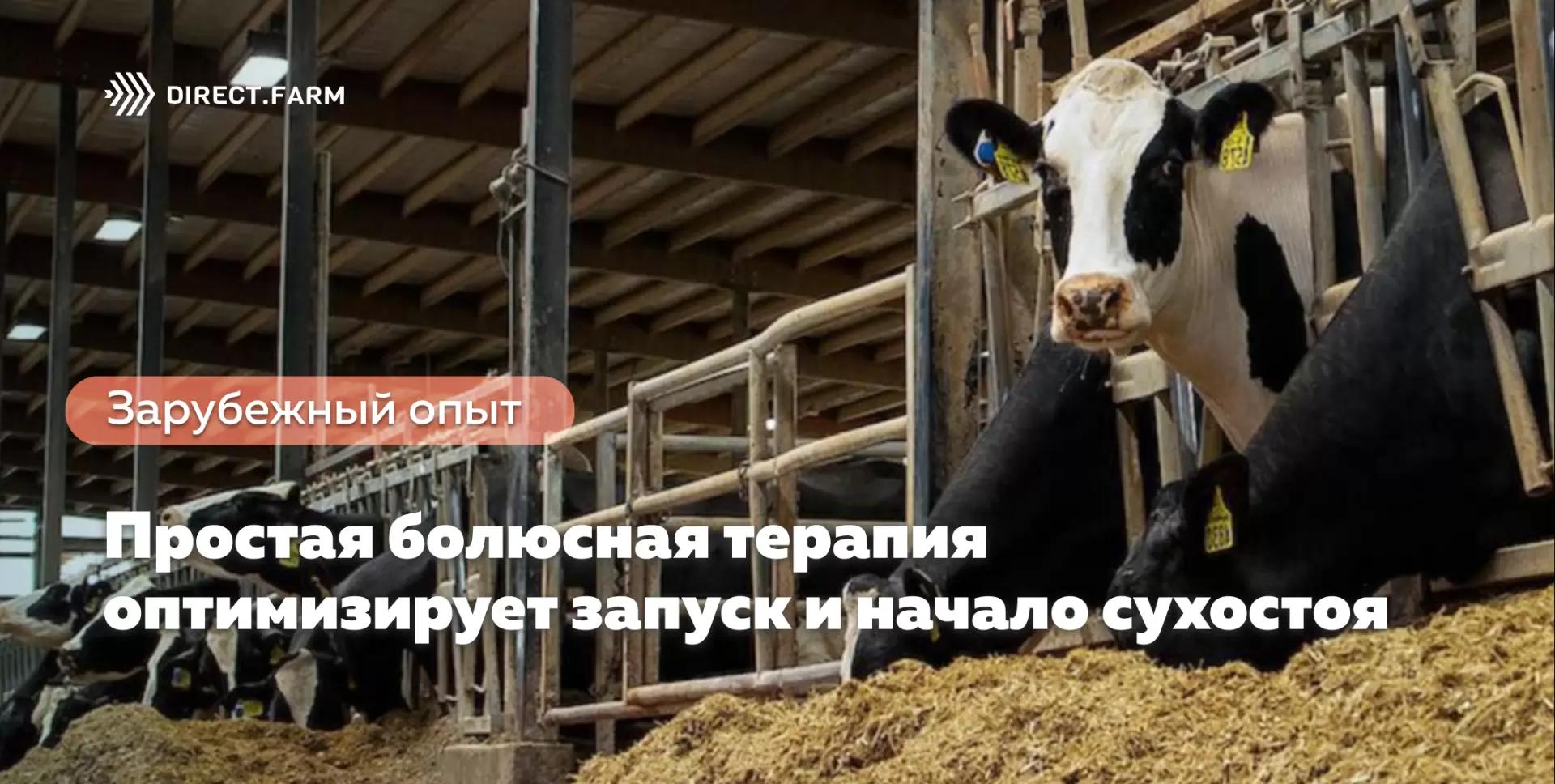 Простая болюсная терапия при оптимизации запуска и начала сухостоя