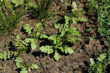 Жерушник болотный