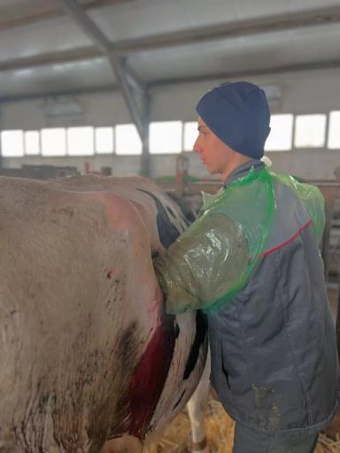 Что такое смещение сычуга у крупного рогатого скота? 🤨🤔