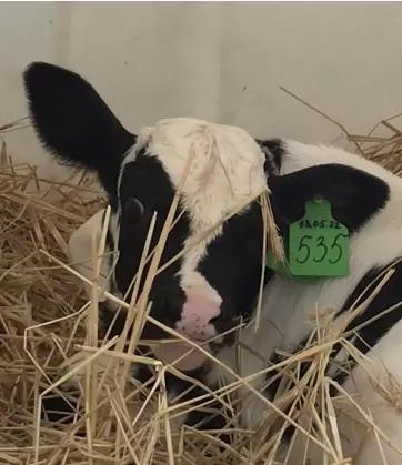 "Эстафета ответов"