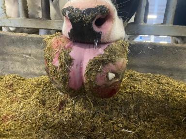 Вопросы из чатов: что за опухоль у коровы?