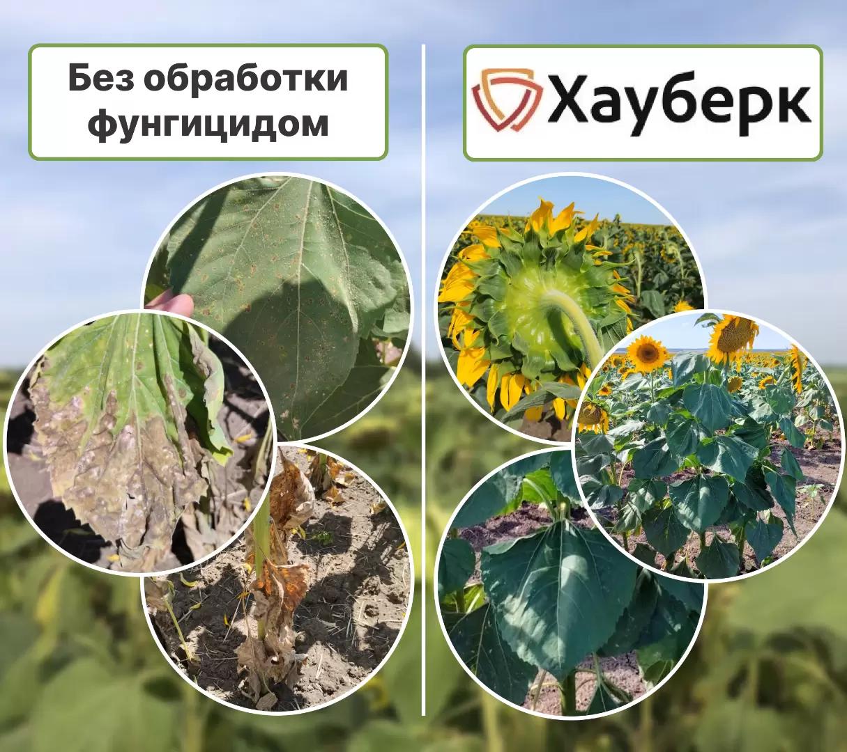 Почему профилактическая фунгицидная обработка важна для подсолнечника?