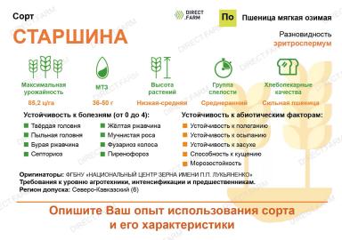 Старшина сорт мягкой озимой пшеницы