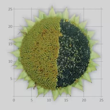 ЛГ 5580 подсолнечник