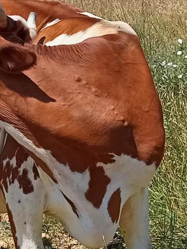 Вопросы из чатов: что за шишки у коров?