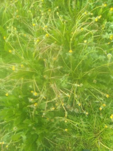 "Балерина" по росе, продолжение