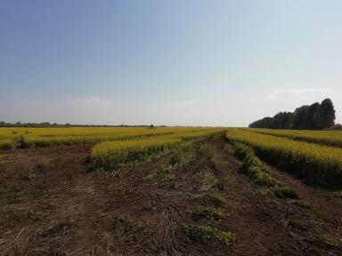 Как Вам такое комбо!?