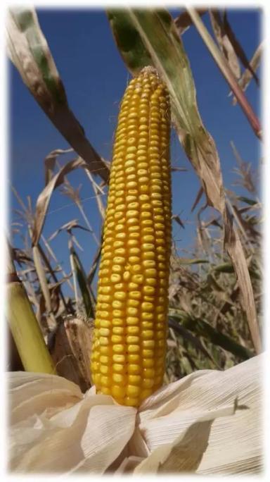 Воронежский 158 СВ