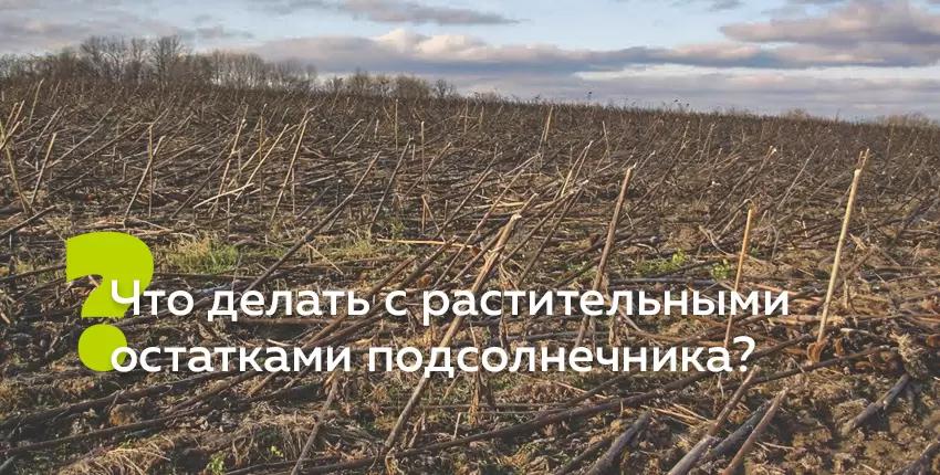 Что могут дать растительные остатки подсолнечника?