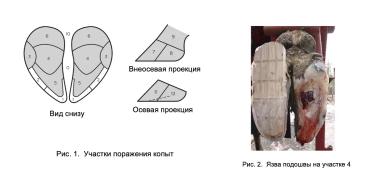 Здоровье копыт и три основные причины хромоты. Язва подошвы